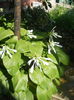 DSCN8500