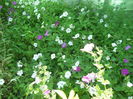 DSCN8503