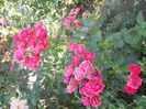 DSCN8461