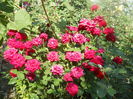 DSCN8463