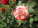 DSCN8472