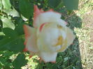 DSCN8473
