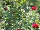 DSCN8480