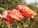 DSCN8482