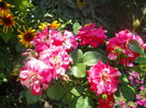 DSCN8485