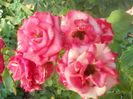 DSCN8495