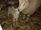 charollaos lambing sheep 03