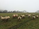 charollaos sheep and ram 02