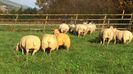 charollaos sheep and ram 04