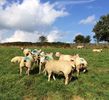charollaos sheep and ram 06