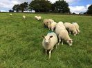 charollaos sheep and ram