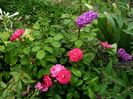 Bordure Magenta
