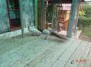 DSC01721