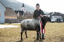 Berbec Tirolez Steinschaf frumos