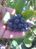 Fructe aronia