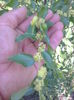 Flori jujube