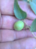 Fruct jujujbe
