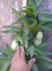 pepino gold