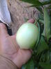 Fruct pepino gold