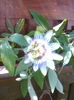 passiflora