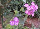 phlox laura