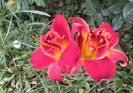 hemerocallis Highland Lord
