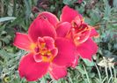hemerocallis Highland Lord