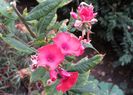 phlox orange