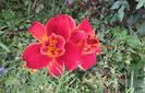 hemerocallis Highland Lord