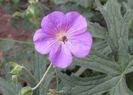 geranium rozanne