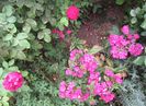 Munstead Wood, phlox starfire