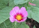 cosmos