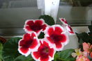 DSC08207