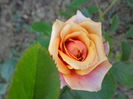 DSC09395