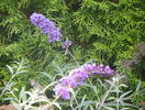 buddleja Blue Empire