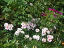 16 aug 078