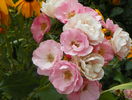 Sommerwind