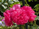 Rosarium Uetersen
