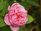 Brother Cadfael