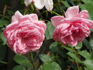 Coral Dawn