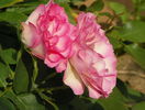 Bordure Rose
