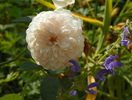 Sombreuil