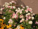 Sommerwind