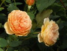 Crown Princess Margareta