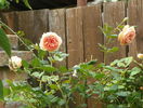 Crown Princess Margareta