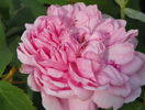 Jacques Cartier