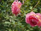 Jubilee Celebration
