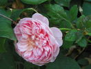 Abraham Darby