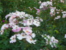 Rosy Cushion