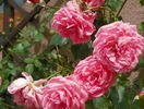 Coral Dawn